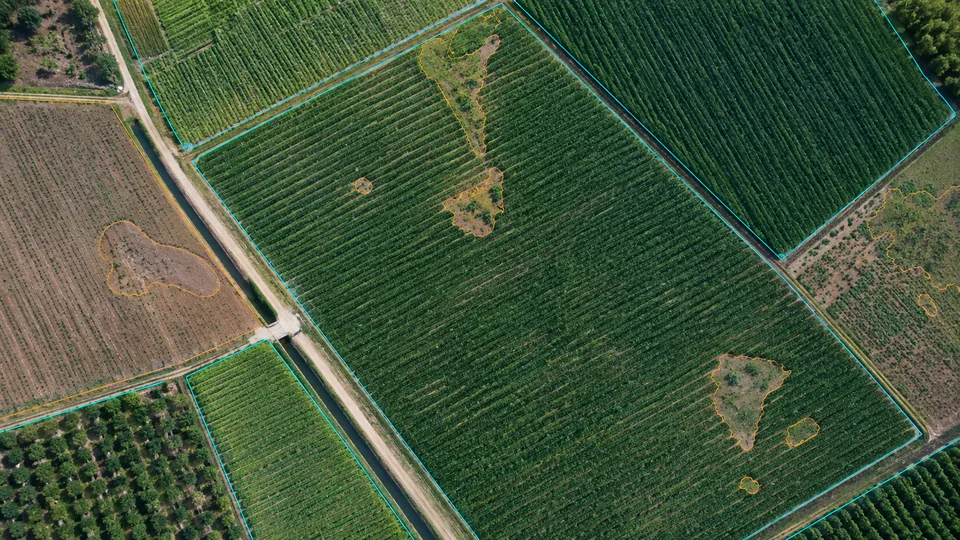 Drone agricultural survey with field, crop-row, weed, and soil-gap outlines
