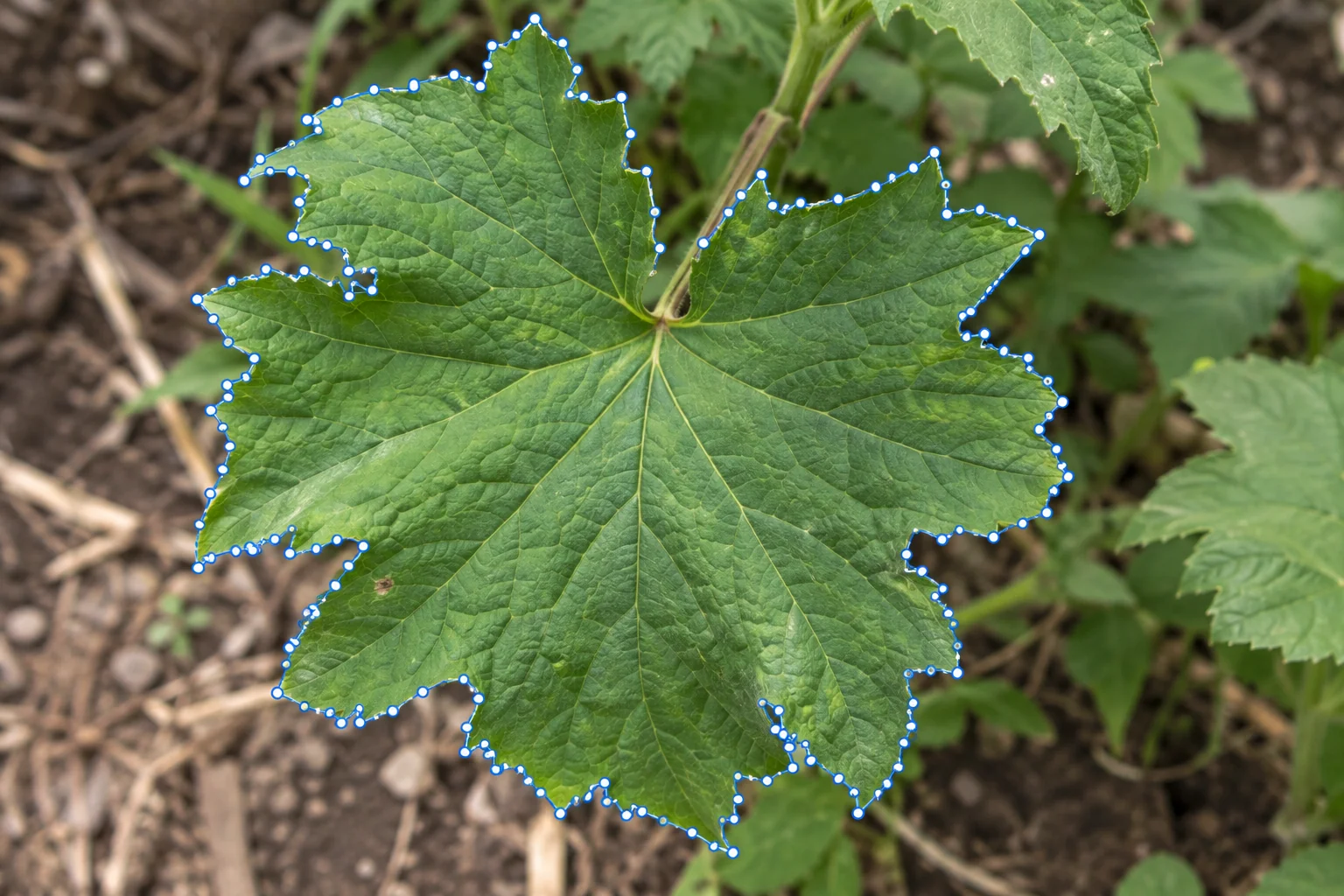 Irregular leaf traced with a precise high-vertex polygon
